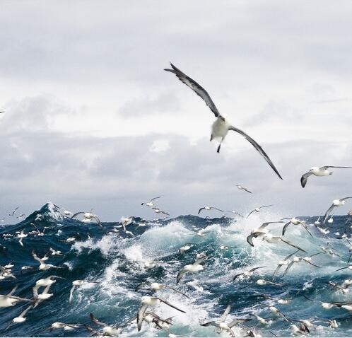 藍(lán)鷗獲神州泰岳2.2億元融資，將全部作為教育投資